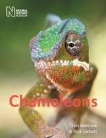 Chameleons Mattison Chris