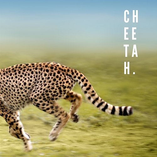 Cheetah. Ivo, St. Elmo