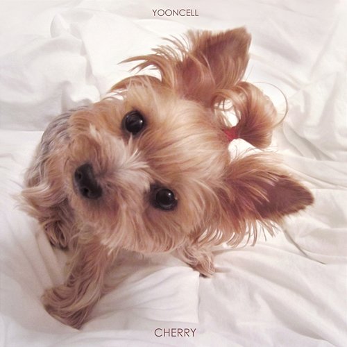 Cherry YOONCELL