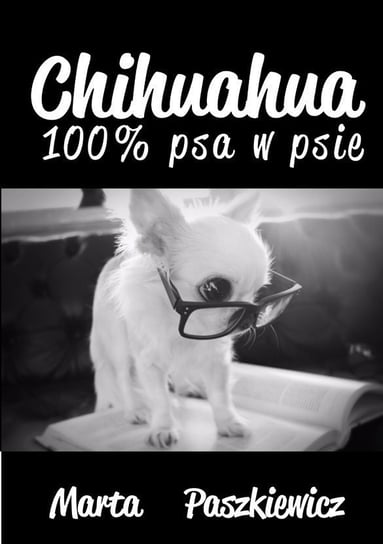 Chihuahua 100% psa w psie Paszkiewicz Marta