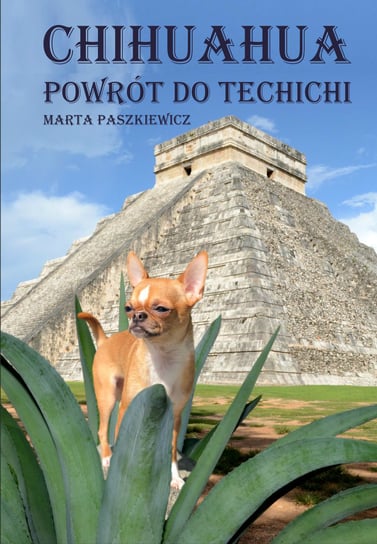 Chihuahua powrót do techichi Paszkiewicz Marta