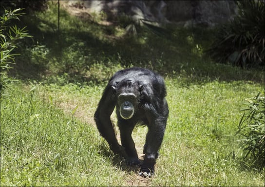 Chimpanzee at the North Carolina Zoological Park in Asheboro, North Carolina, Carol Highsmith - plakat 80x60 cm Galeria Plakatu