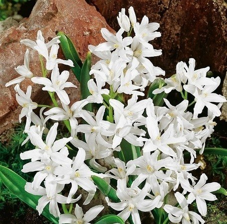 Chionodoxa Luciliae Alba Śnieżnik Lśniący 'Alba' 5 Szt, Inna marka