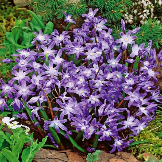 Chionodoxa Luciliae Śnieżnik Lśniący Violet Beauty 10 szt. BENEX