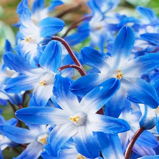 Chionodoxa Śnieżnik Lśniący Blue Giant 10 szt. BENEX