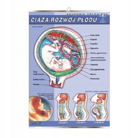 Ciąża rozwój płodu anatomia plansza plakat VISUAL System