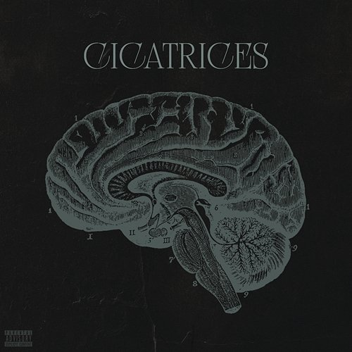 Cicatrices Usky