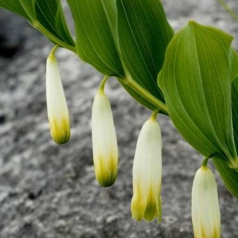 cieniolubna Kokoryczka wielkokwiatowa (Polygomatum multiflorum) 30 nasion DobreNasiona.pl