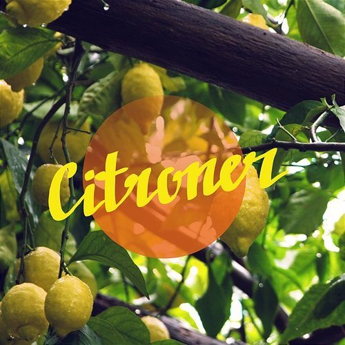 Citroner Parasol
