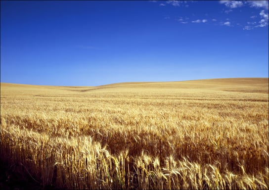 Classic Kansas field of waving wheat., Carol Highsmith - plakat 100x70 cm Galeria Plakatu