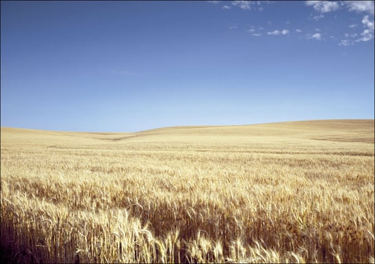 Classic Kansas field of waving wheat., Carol Highsmith - plakat 30x20 cm Galeria Plakatu