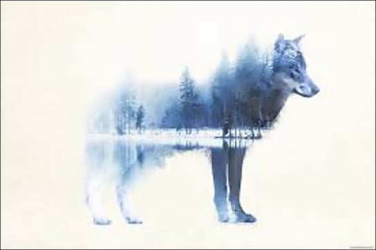 Close, Plakat, Wilk Forest Wolf, 91,5x61 cm Close
