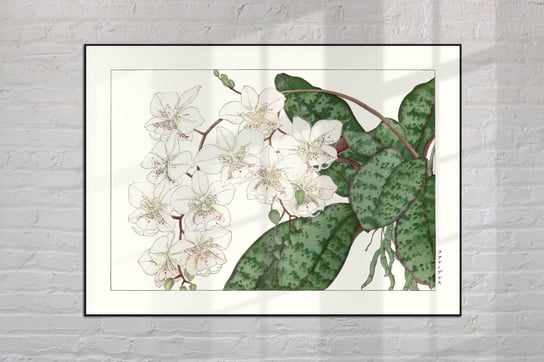Ćmówka Falenopsis Plakat Japonia Grafika Vintage 30x40 cm (A3) / DodoPrint Dodoprint