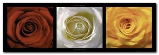 Coeurs De Roses plakat obraz 95x33cm Wizard+Genius