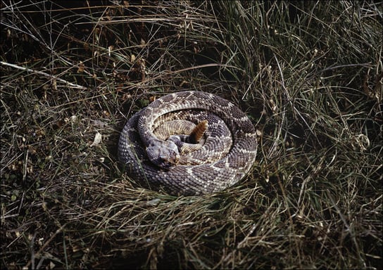 Coiled rattlesnake in brush outside San Marcos, Texas., Carol Highsmith - plakat 29,7x21 cm Galeria Plakatu