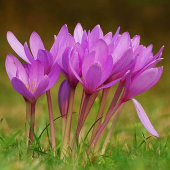 Colchicum Zimowit Giganteum 1 szt cebulki cebule BENEX