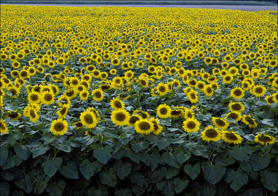 Colorful field of sunflowers near Beloit, Carol Highsmith - plakat 91,5x61 cm Galeria Plakatu