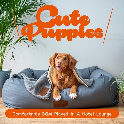 Comfortable Bgm Played in a Hotel Lounge Cute Puppies