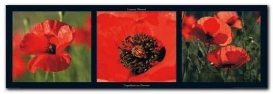 Coquelicots En Provence plakat obraz 95x33cm Wizard+Genius