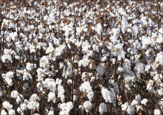 Cotton field in rural Tunica County, Mississippi, Carol Highsmith - plakat 30x20 cm Galeria Plakatu