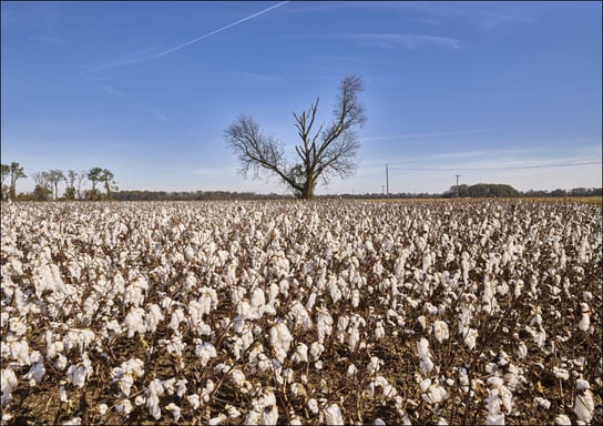 Cotton field ready for picking near Marks, Mississippi., Carol Highsmith - plakat 59,4x42 cm Galeria Plakatu
