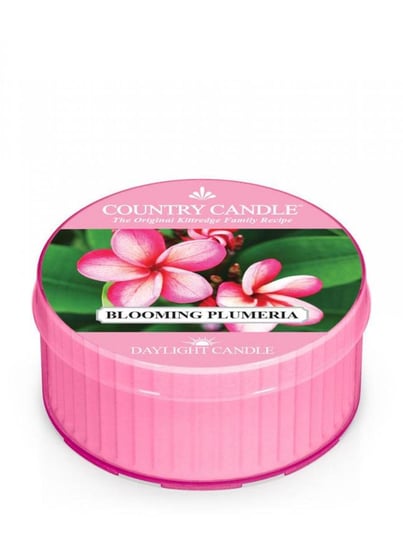 Country Candle, Blooming Plumeria, świeca zapachowa daylight, 1 knot Country Candle