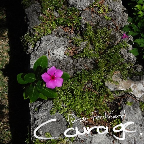 Courage Purple Ferdinand