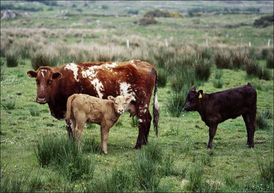 Cow and her calves., Carol Highsmith - plakat 91,5x61 cm Galeria Plakatu