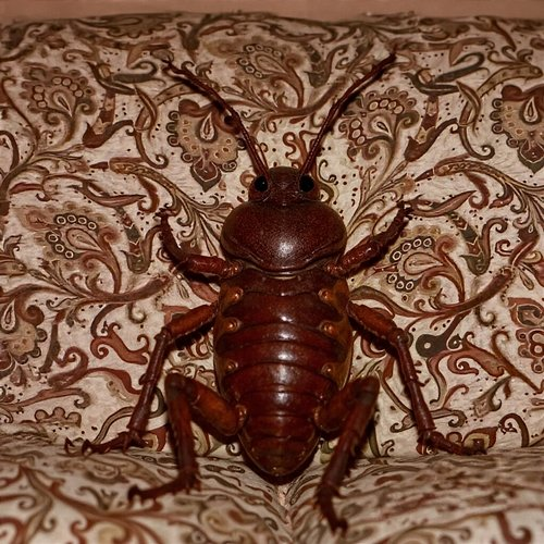 CUCARACHA Ticky B, Keynoise