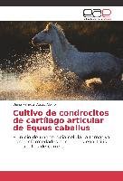 Cultivo de condrocitos de cartílago articular de Equus caballus Vegas Albino Diana Pamela