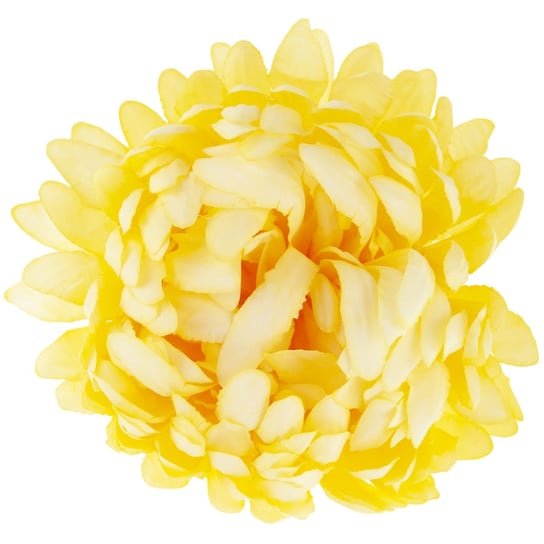 Cv28499-3 Chryzantema Duża Główka Wyborowa Kwiaty Premium MARTOM