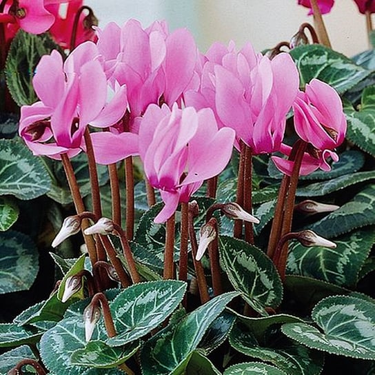 Cyclamen Cyklamen Persicum Fiołek Alpejski 1 szt. BENEX