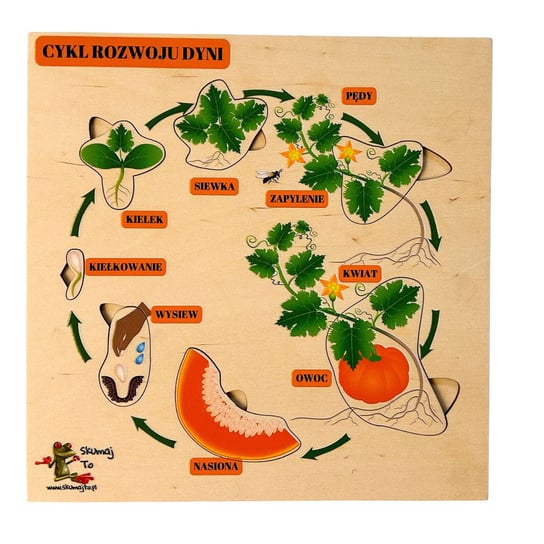 Cykl rozwoju dyni, układanka o dyni, dynia Inna marka