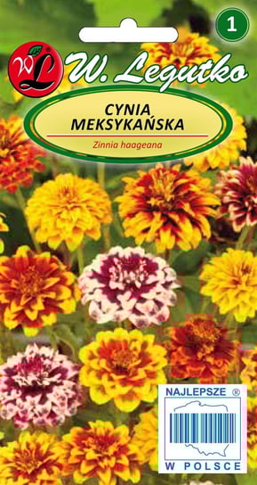 Cynia Meksykańska RABATY KWIETNIKI KWIAT CIĘTY W.LEGUTKO