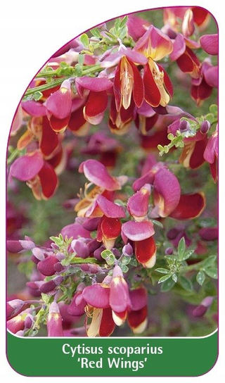 Cytisus scoparius 'Red Wings' etykiety szkółka - Euroflora | Sklep ...