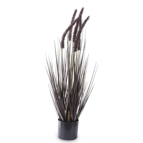Czarna roślina dekoracyjna w doniczce Augalas 65 cm Duwen