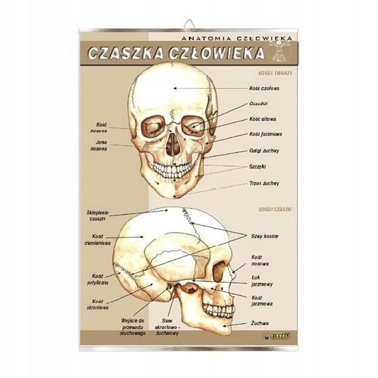 Czaszka człowieka anatomia plansza plakat VISUAL System
