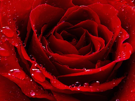 Czerwona róża - plakat 84,1x59,4 cm reinders