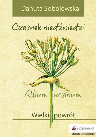 Czosnek niedźwiedzi. Allium ursinum. Wielki powrót Sobolewska Danuta