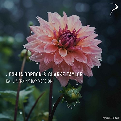 Dahlia Joshua Gordon, Clarke Taylor
