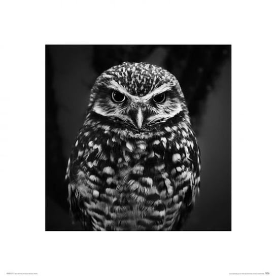 Dark Owl - Reprodukcja Nice Wall