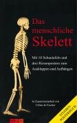 Das menschliche Skelett Abrahams Peter H., Hutchings R. T., Logan B. M., Mcminn R. M. H.