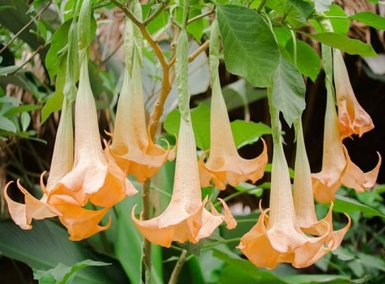 DATURA POMARAŃCZOWA ANIELSKIE TRĄBY BRUGMANSIA DobreNasiona.pl