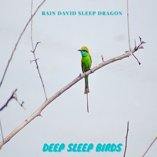 Deep Sleep Birds Rain David Sleep Dragon