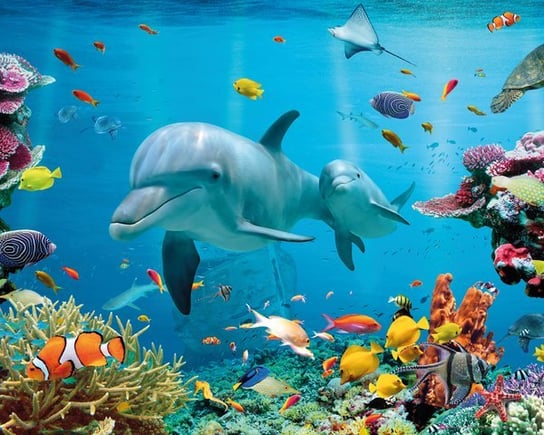 Delfin Rafa Koralowa - plakat 50x40 cm Inna marka