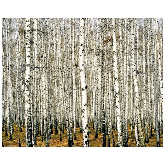 Dense Forest Of Birch Trees 80x100 Legendarte