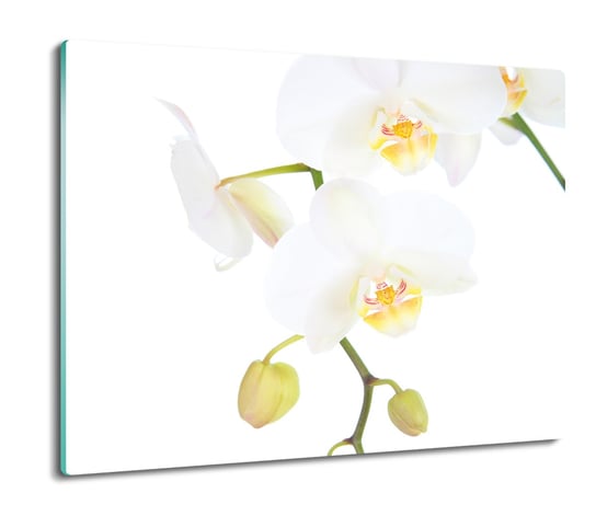 deska splashback z grafiką Storczyk orchidea 60x52, ArtprintCave ArtPrintCave