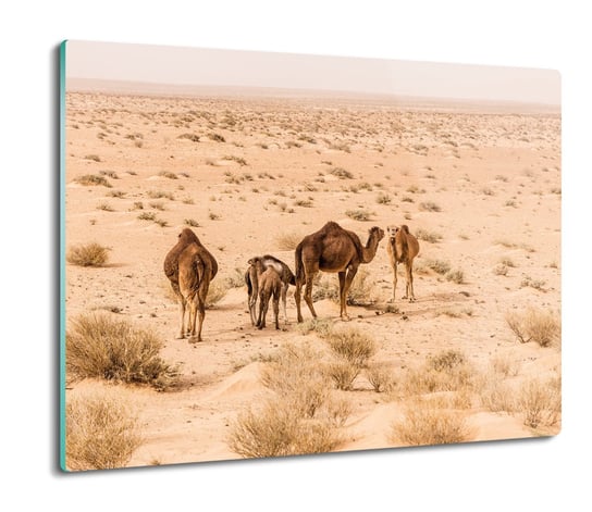 deska splashback ze szkła Rodzina wielbłądów 60x52, ArtprintCave ArtPrintCave