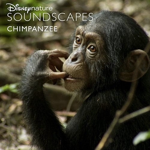 Disneynature Soundscapes: Chimpanzee Disneynature Soundscapes