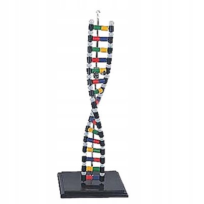 DNA model schematu PHU Lewandowski